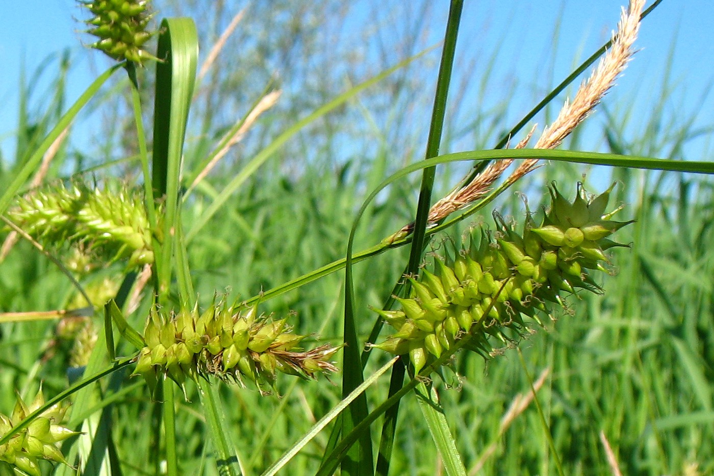 Изображение особи Carex vesicaria.