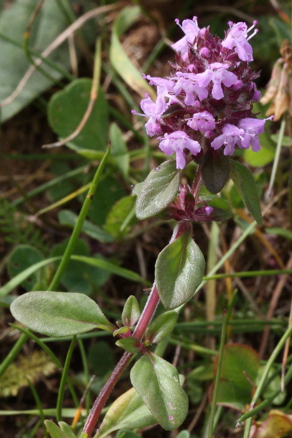 Image of Thymus ovatus specimen.