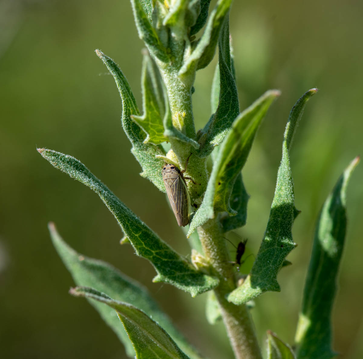 Image of Hieracium virosum specimen.