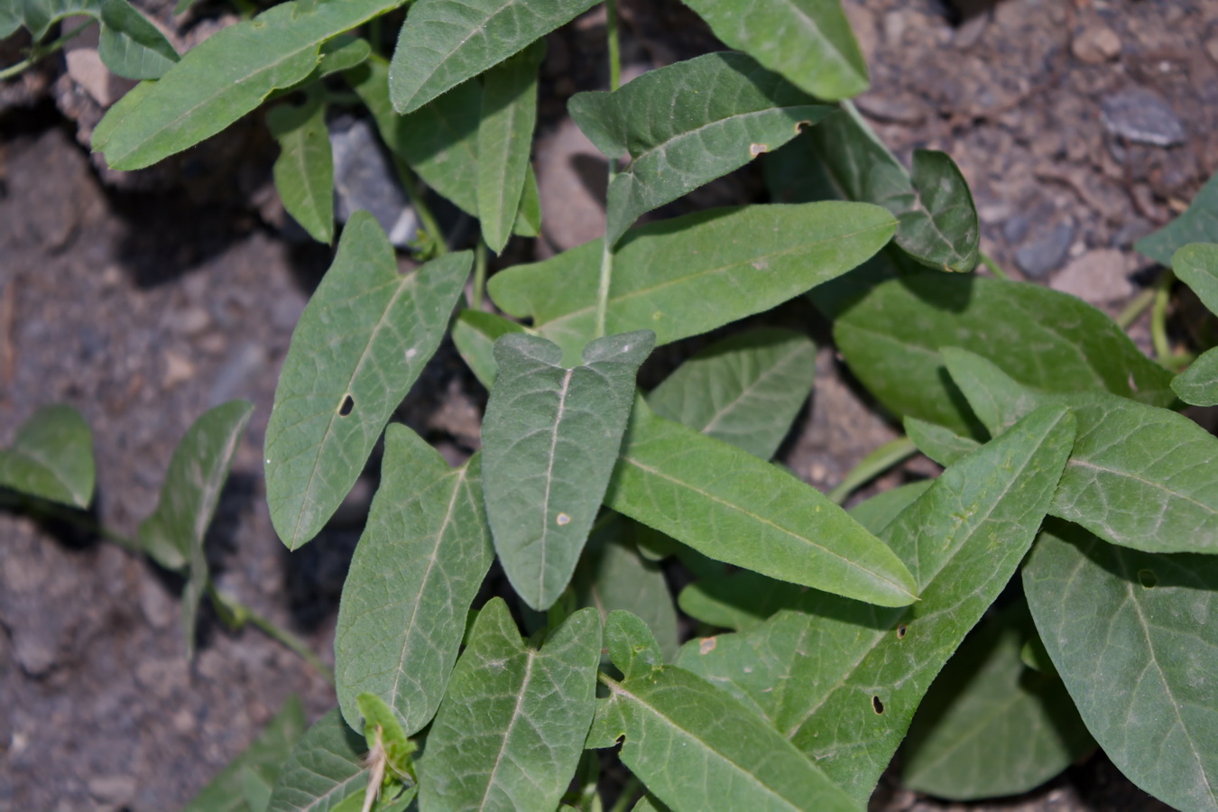 Image of Convolvulus arvensis specimen.