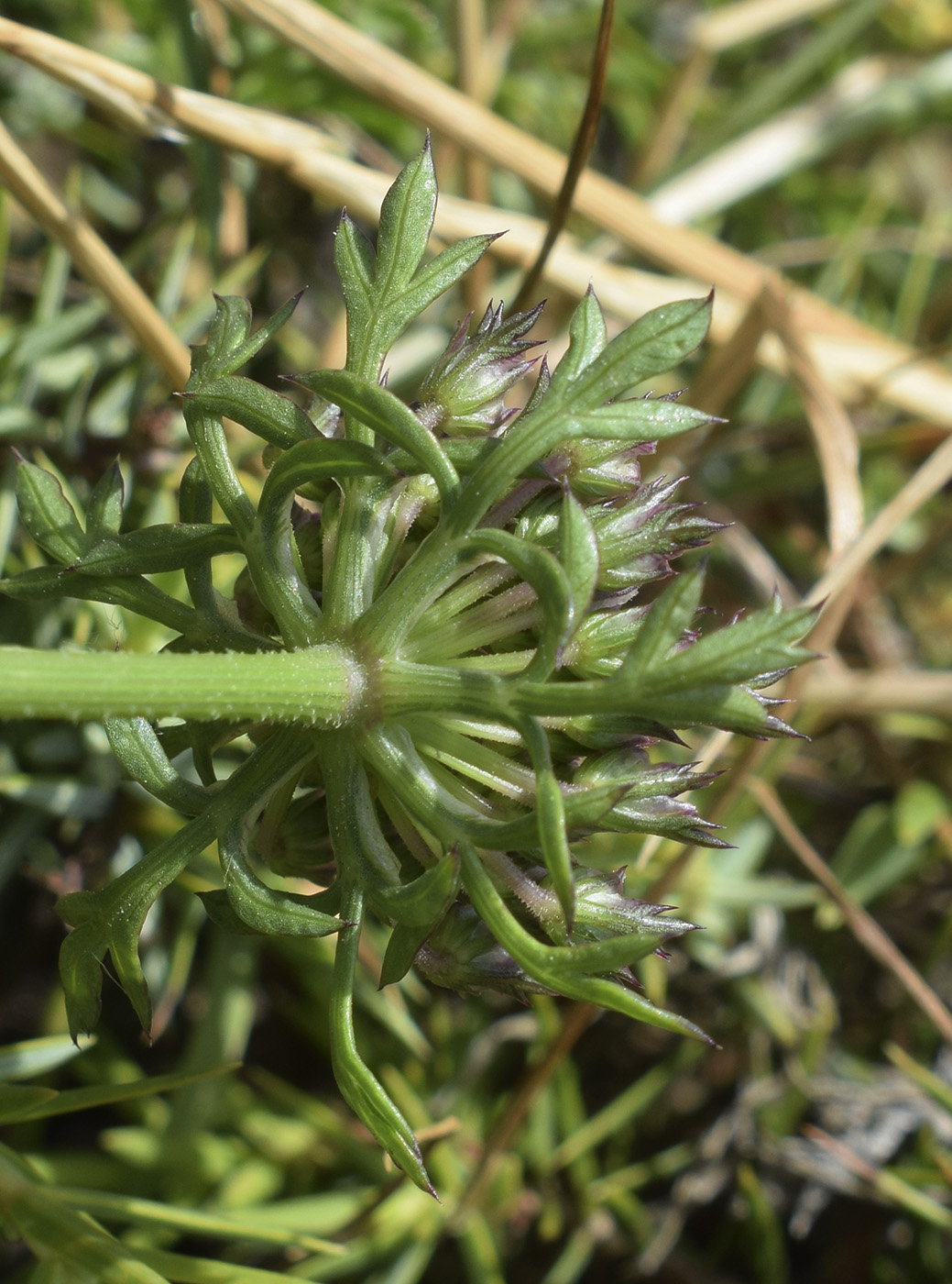 Image of Daucus carota ssp. hispanicus specimen.