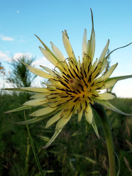 Image of Tragopogon dubius specimen.