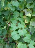 genus Vitis