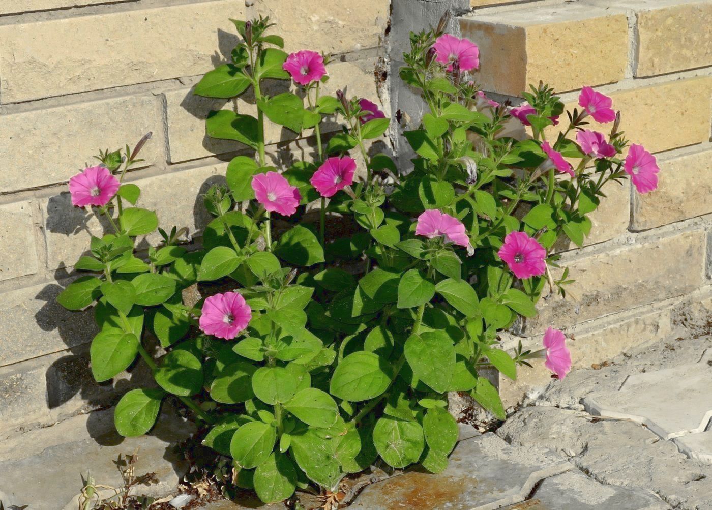 Image of Petunia &times; atkinsiana specimen.