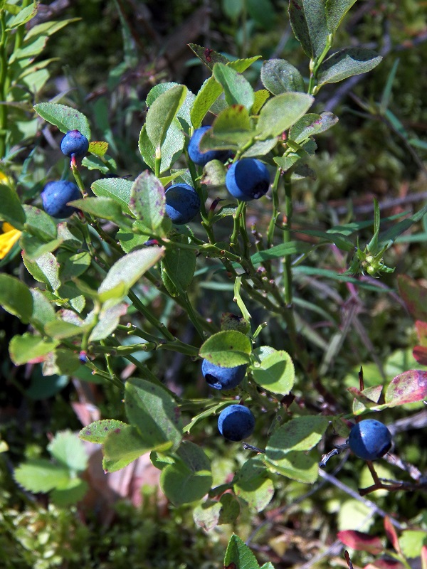 Image of Vaccinium myrtillus specimen.