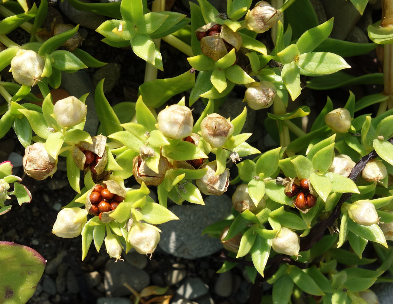 Изображение особи Honckenya peploides ssp. major.