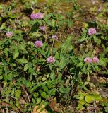 Trifolium pratense