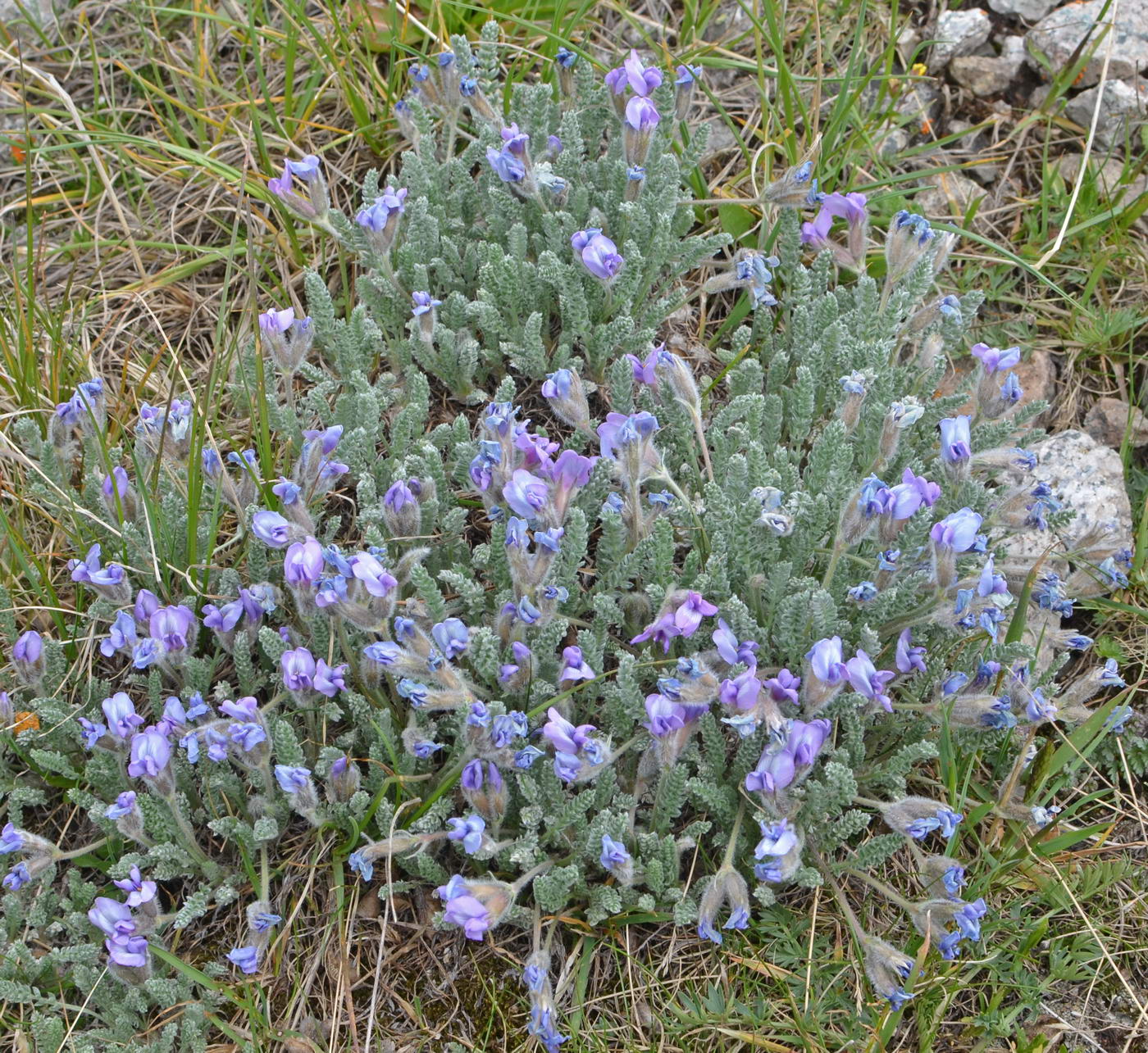 Image of Oxytropis chionobia specimen.