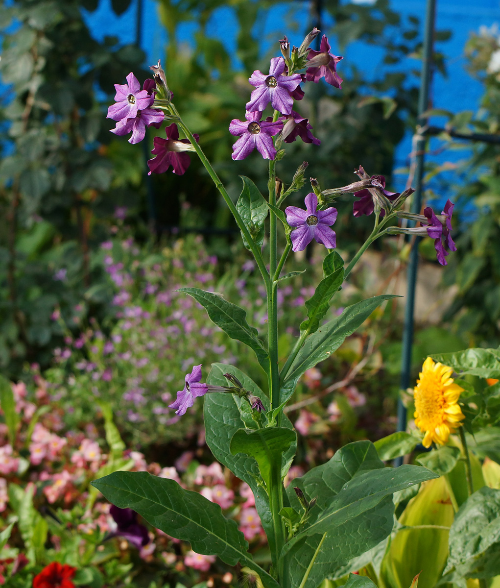 Изображение особи Nicotiana alata.