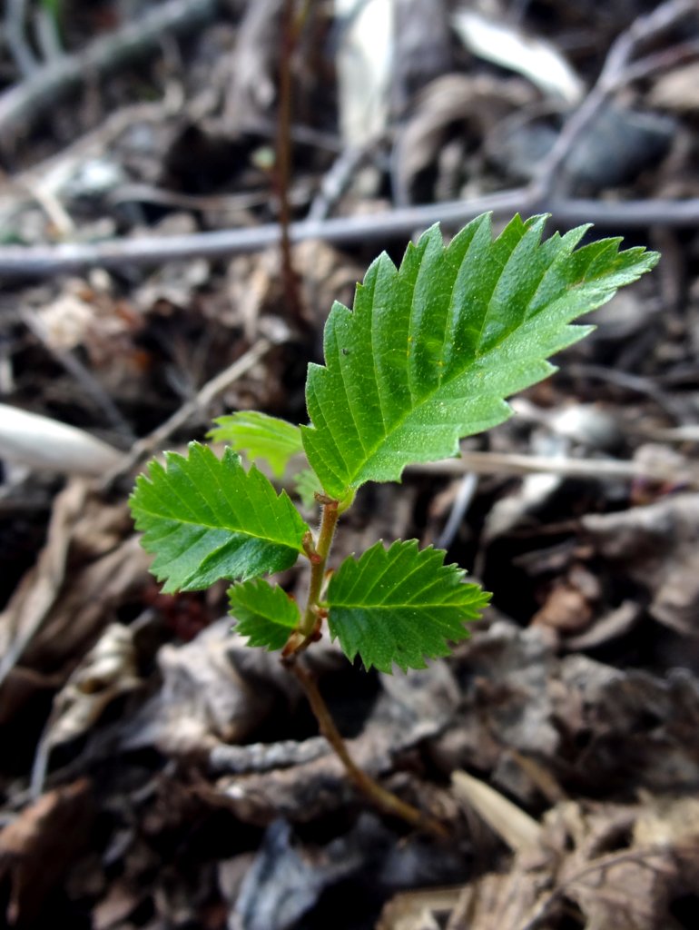 Image of Alnus incana specimen.