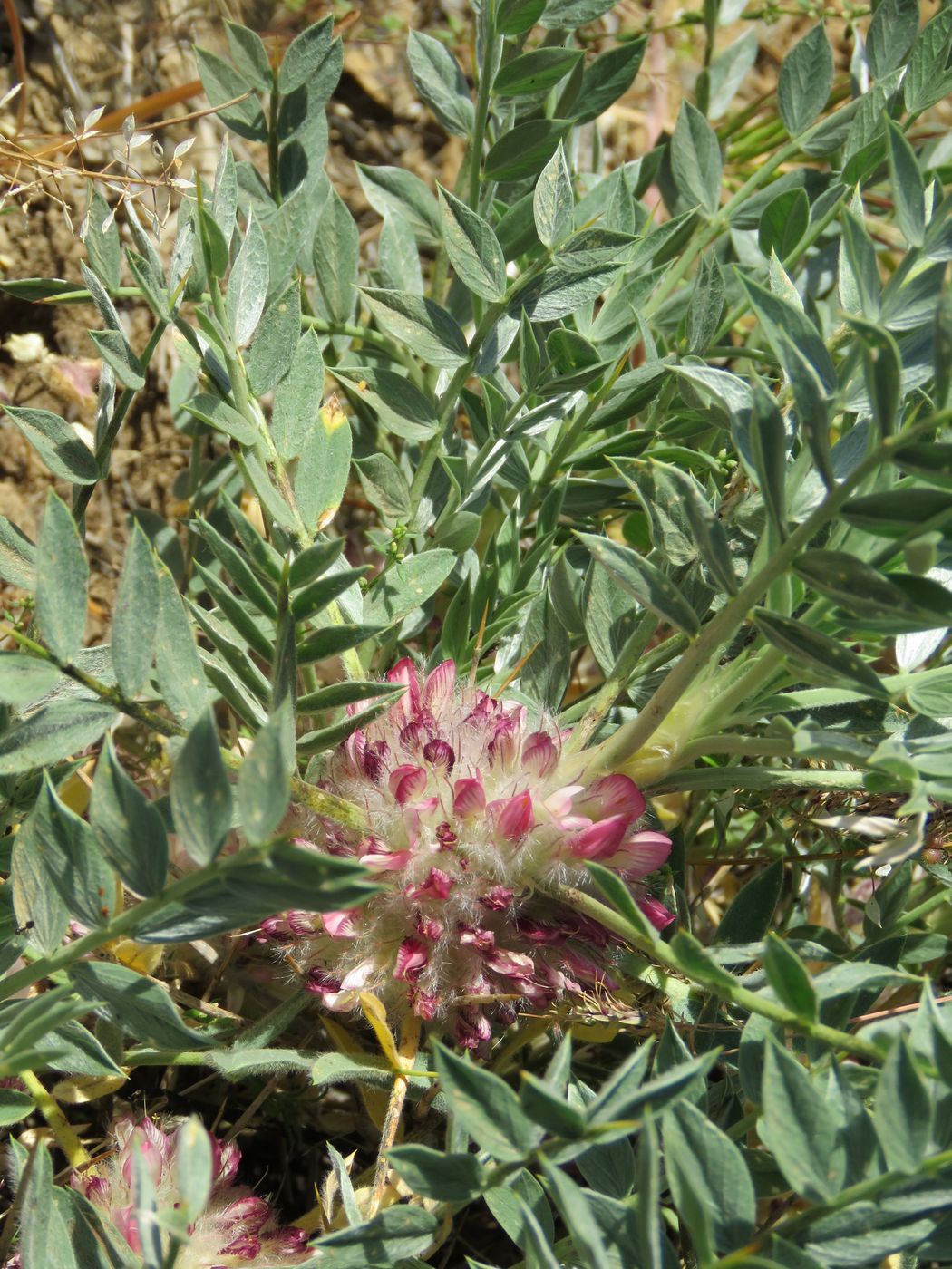 Изображение особи Astragalus lasiostylus.