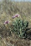 Tragopogon marginifolius. Цветущее растение. Восточная граница пустыни Кызылкум. 03.05.2010.