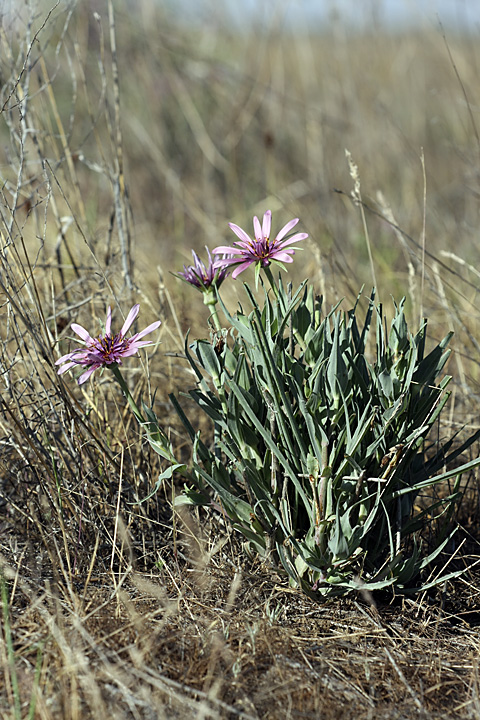 Image of Tragopogon marginifolius specimen.