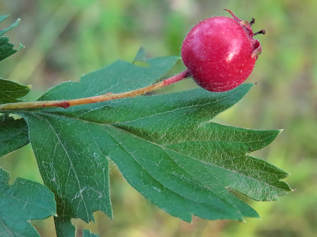 Image of Crataegus ambigua specimen.