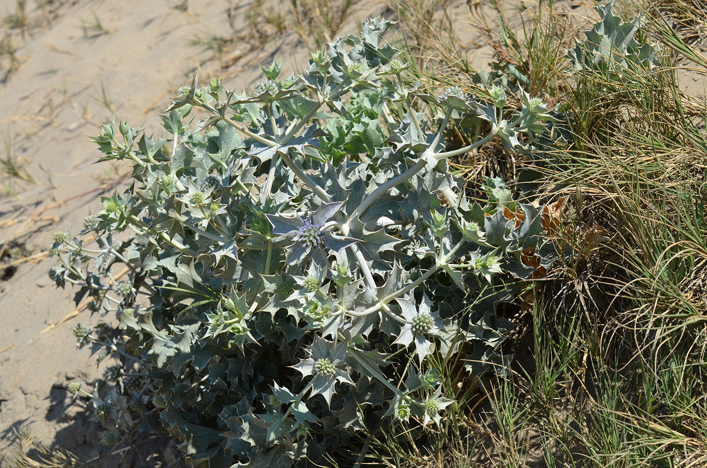 Image of Eryngium maritimum specimen.