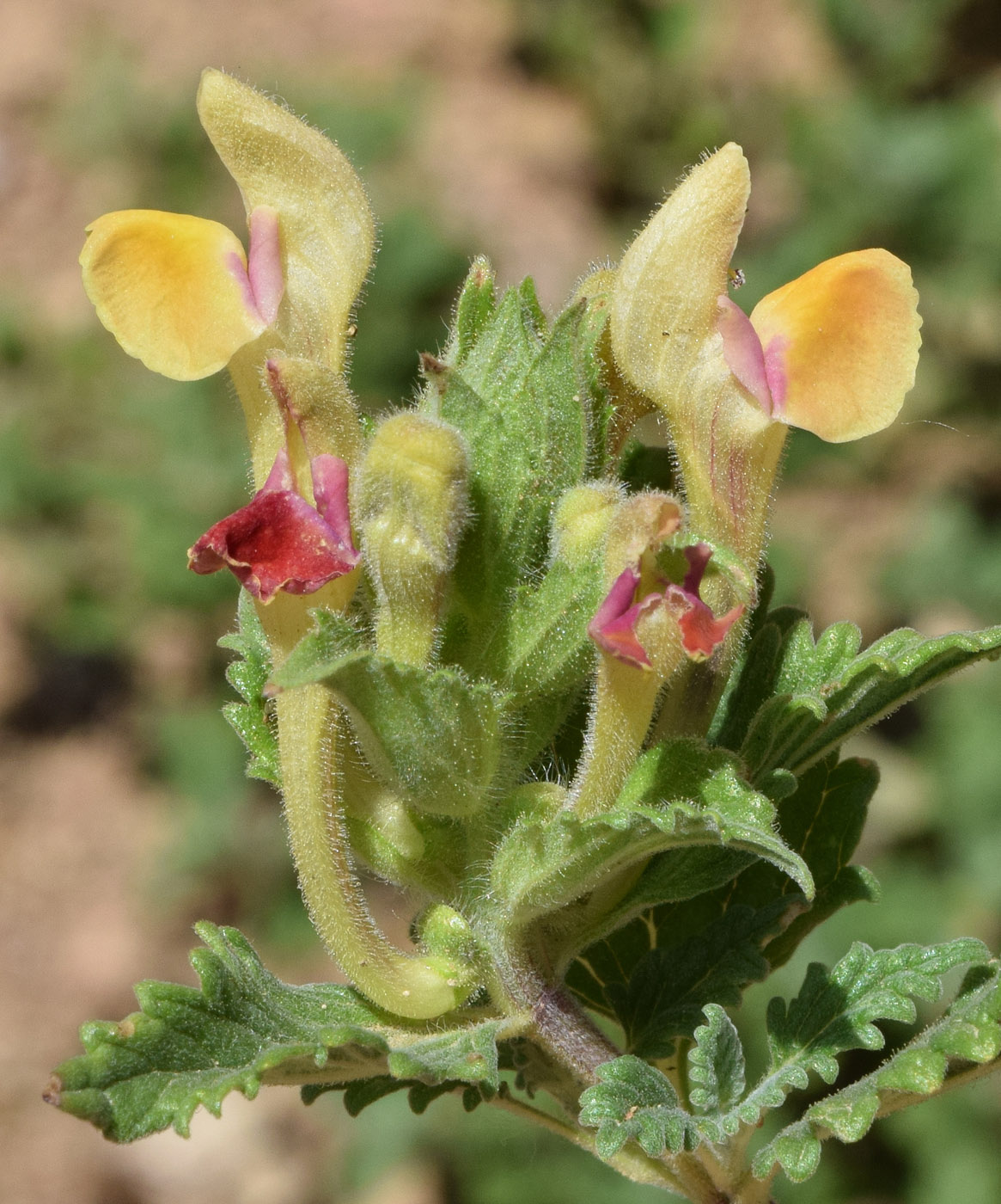 Изображение особи Scutellaria adenostegia.