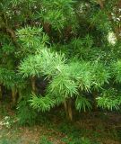 Podocarpus macrophyllus