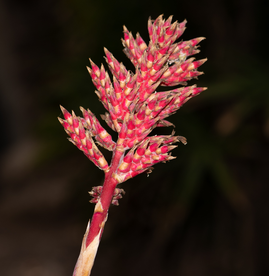 Image of Aechmea distichantha specimen.