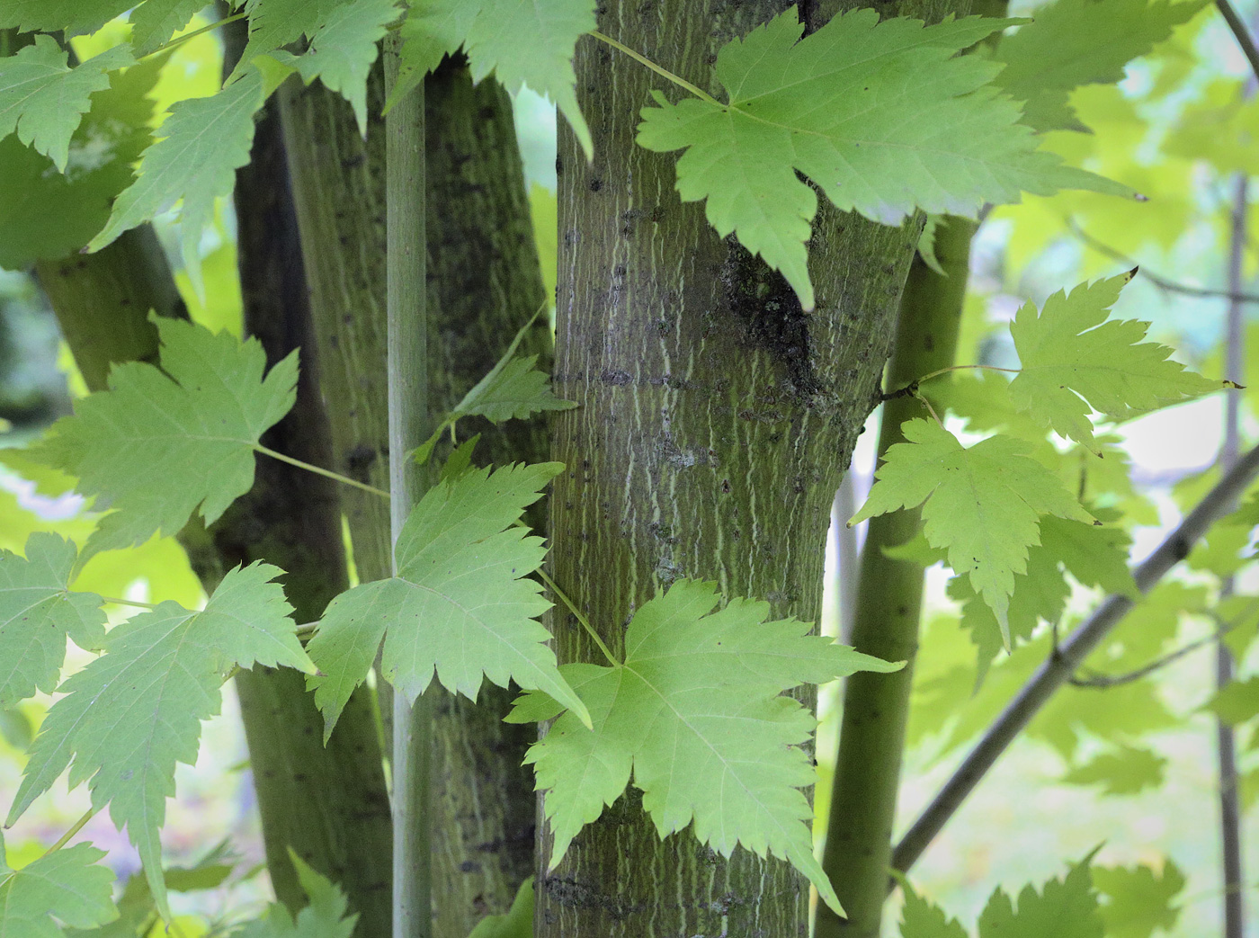 Image of Acer barbinerve specimen.