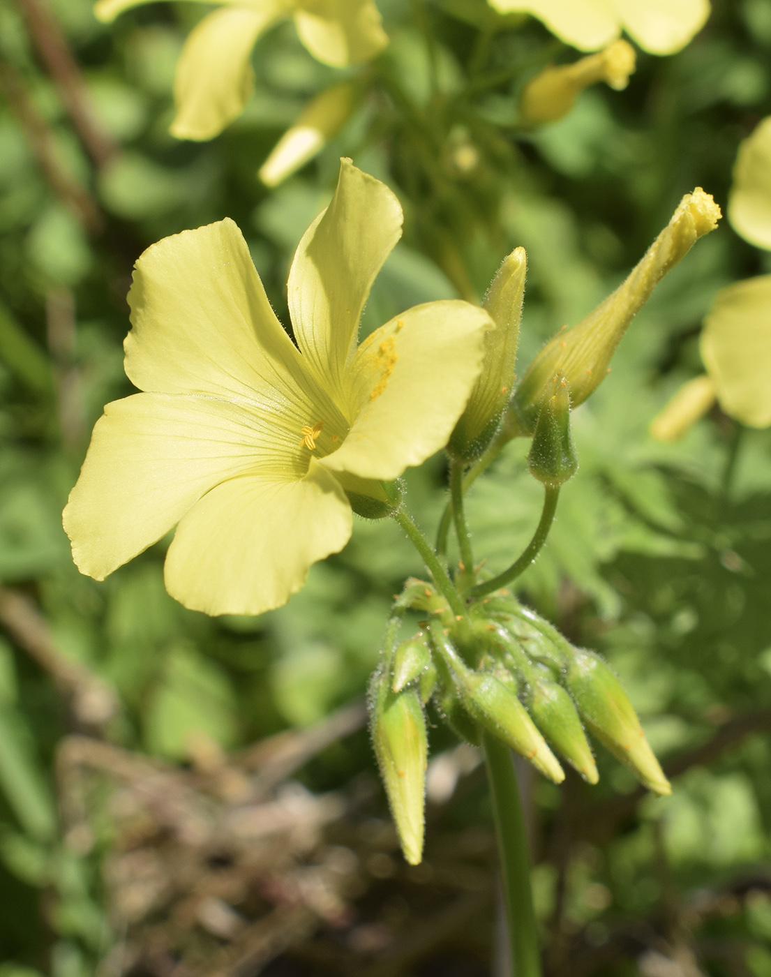 Image of Oxalis pes-caprae specimen.