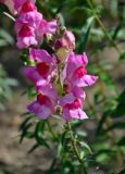 Antirrhinum majus