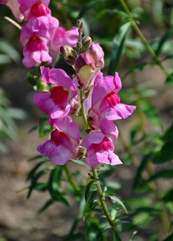 Изображение особи Antirrhinum majus.