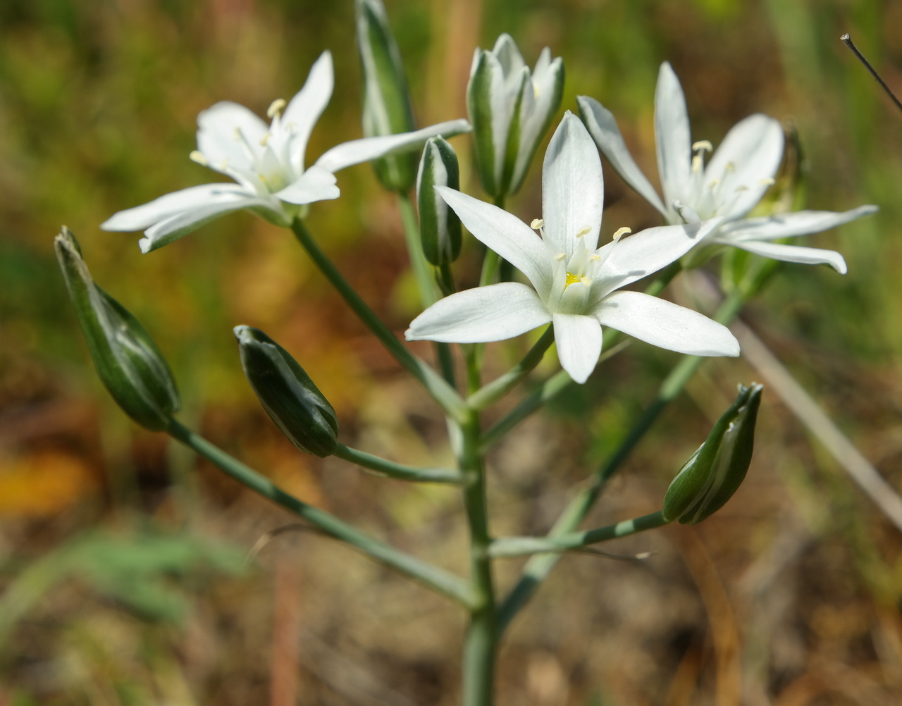 Image of Ornithogalum navaschinii specimen.