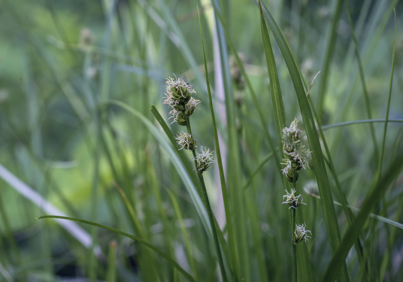 Изображение особи Carex leporina.