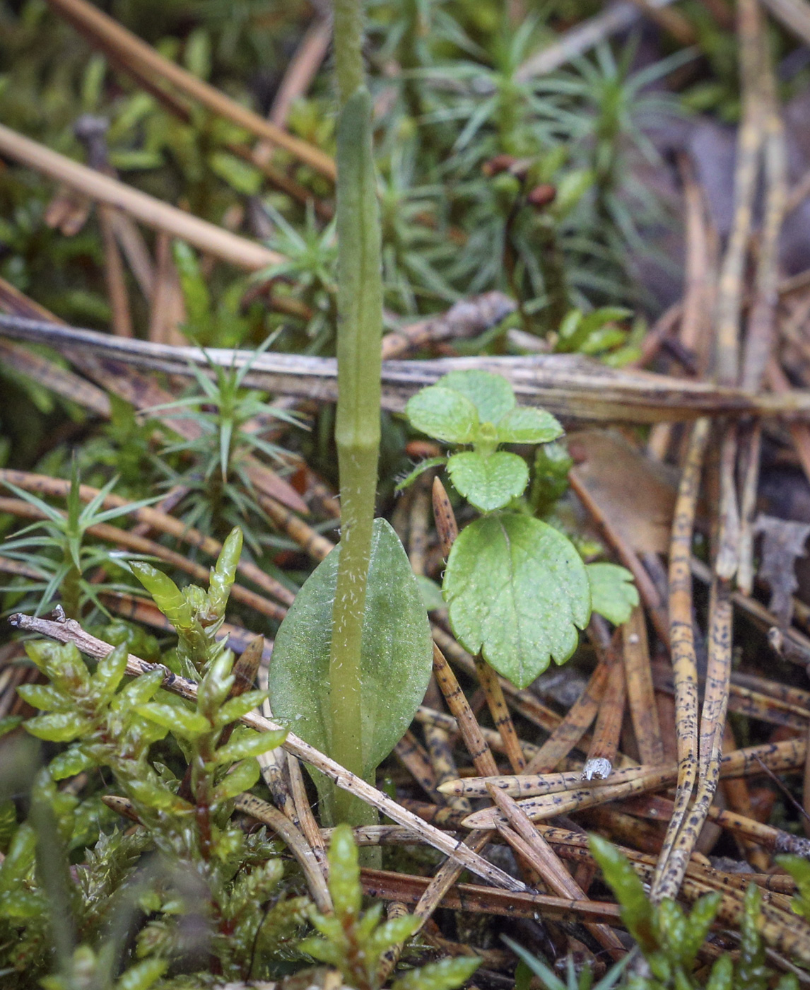 Image of Goodyera repens specimen.