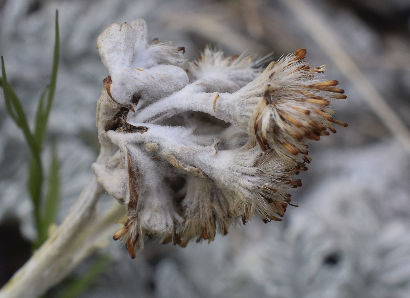 Изображение особи Senecio leucophyllus.