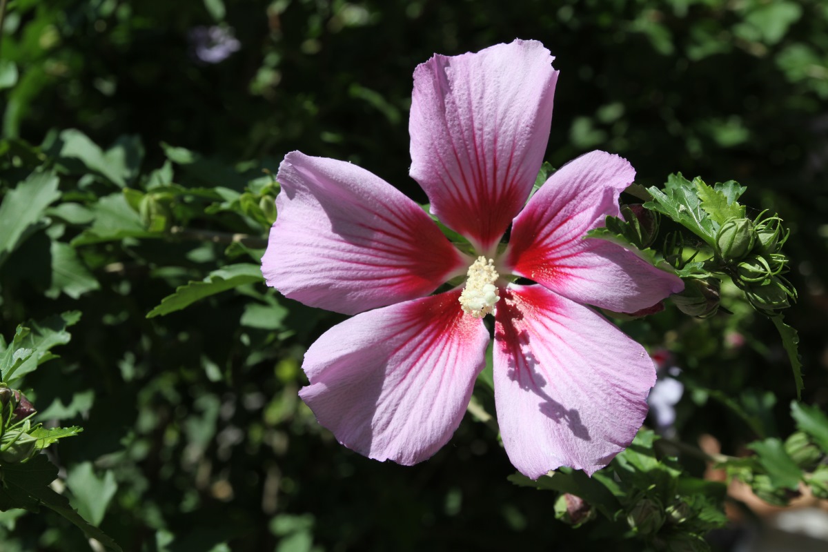 Image of Hibiscus syriacus specimen.