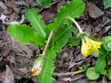 Taraxacum acricorne. Растение с цветками и завязавшимися плодами. Камчатский край, Елизовский район, природный парк \"Вулканы Камчатки\", кордон Авачинский перевал, 1000 м н.у.м., юго-западный каменистый склон, горная тундра. 04.07.2010.