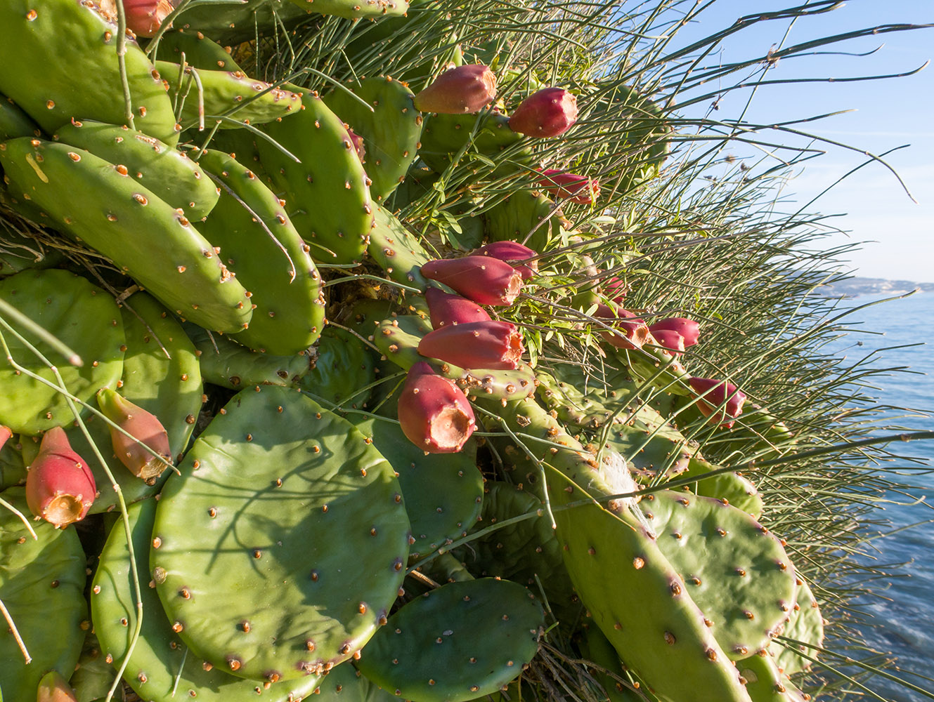 Image of Opuntia humifusa specimen.