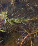 Myriophyllum verticillatum. Надводный побег с турионами. Магаданская обл., Ольский р-н, Клепкинская трасса, бассейн р. Танон, Танонская тундра, небольшое озеро. 21.08.2021.