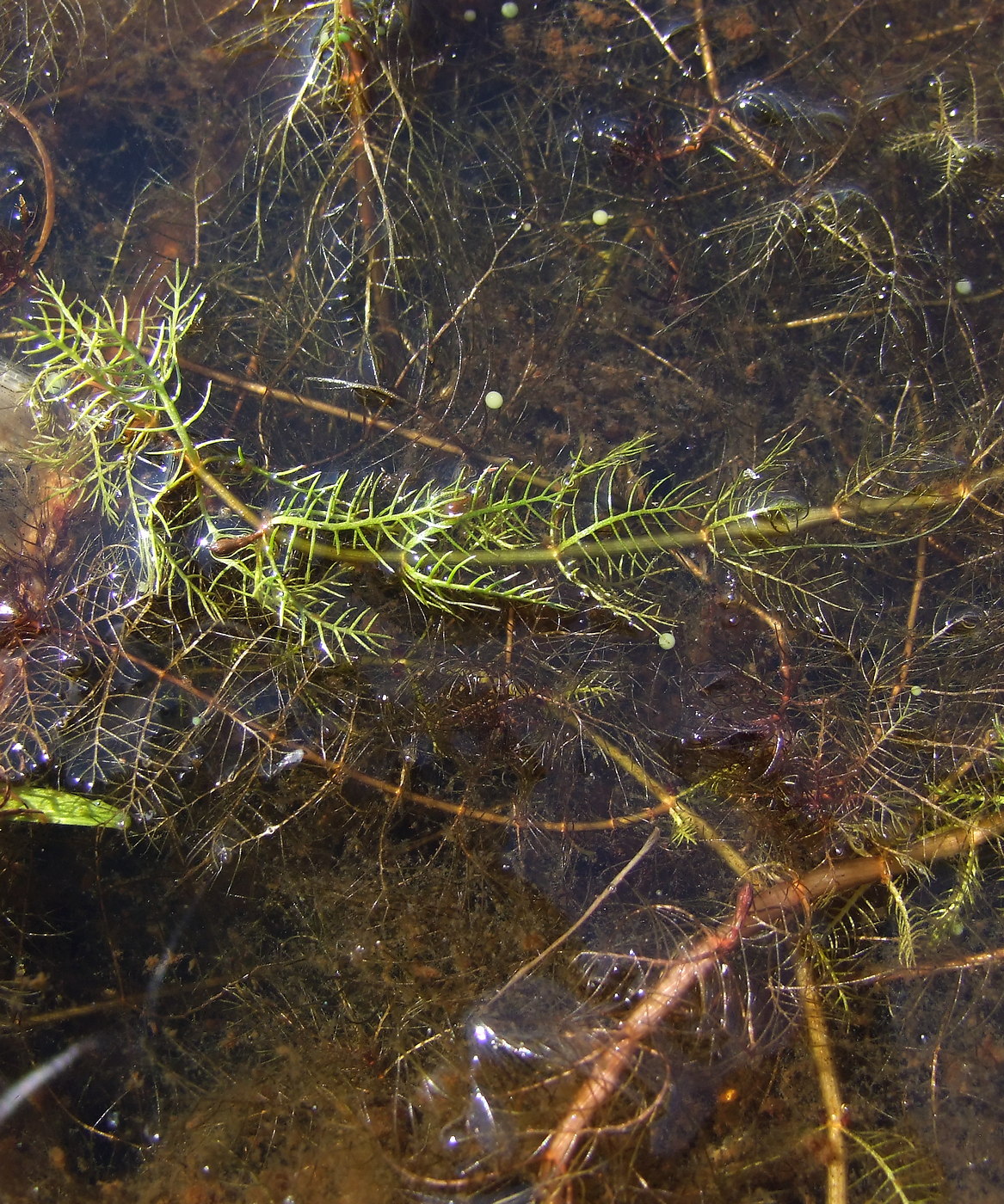 Image of Myriophyllum verticillatum specimen.