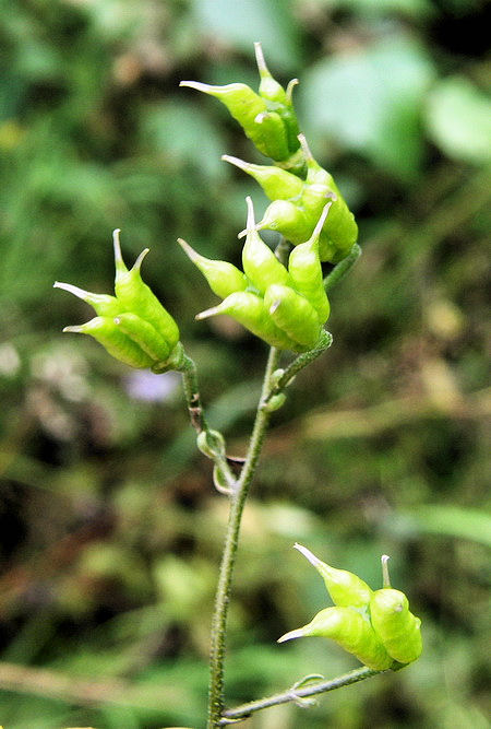 Изображение особи Aconitum consanguineum.