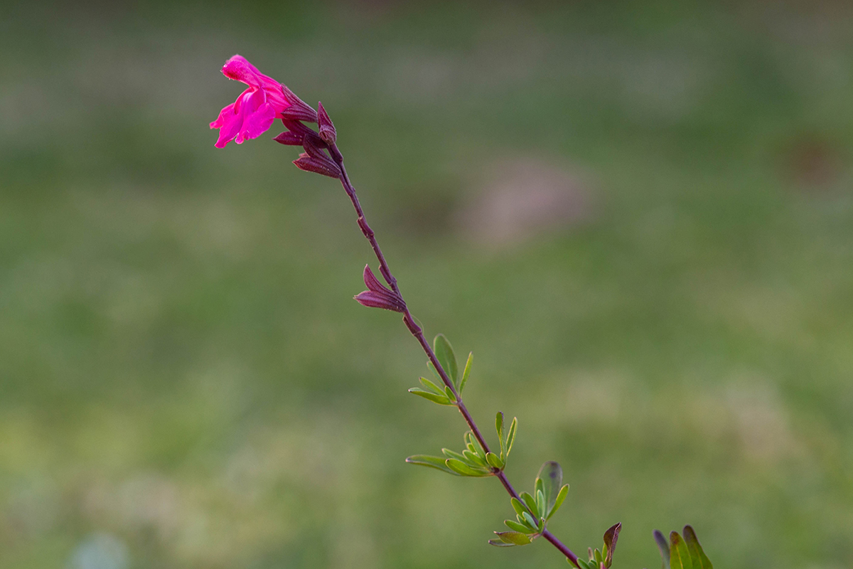 Image of Salvia greggii specimen.