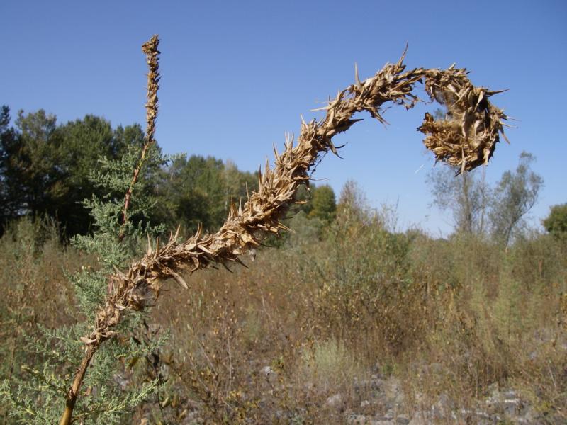 Изображение особи Myricaria bracteata.