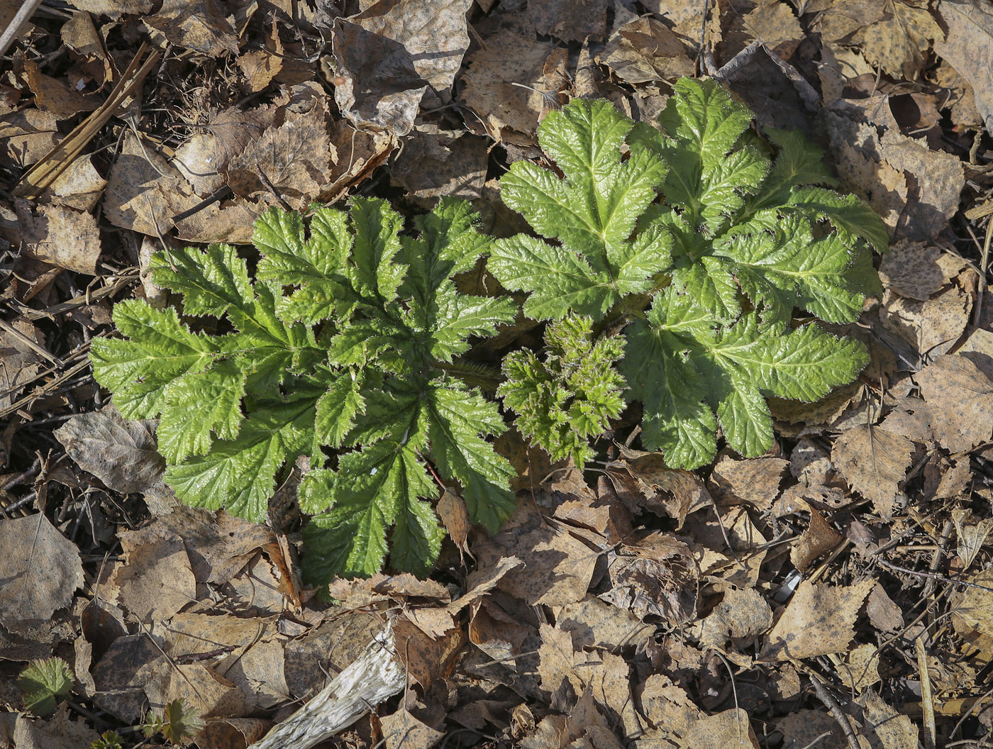 Изображение особи Heracleum sosnowskyi.