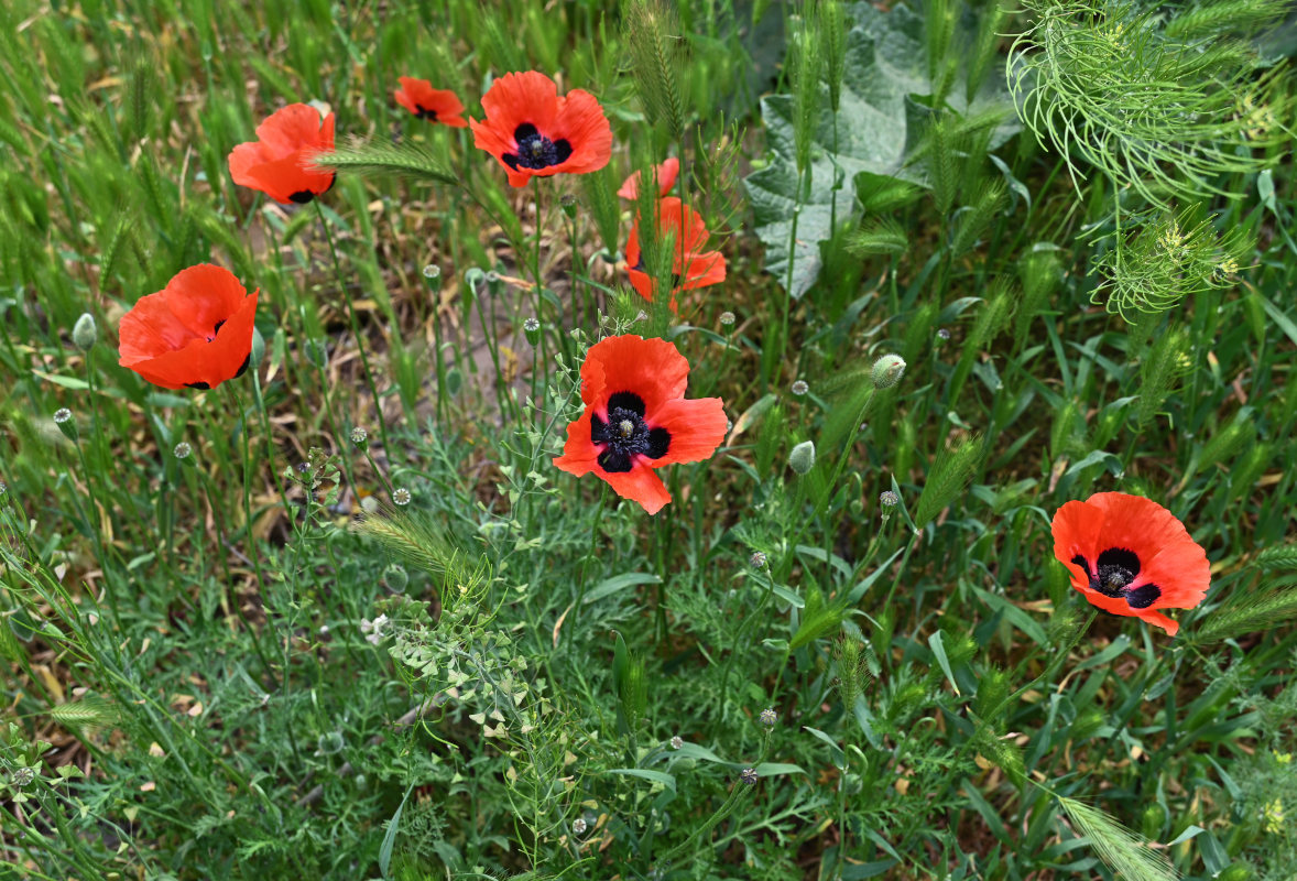 Image of genus Papaver specimen.