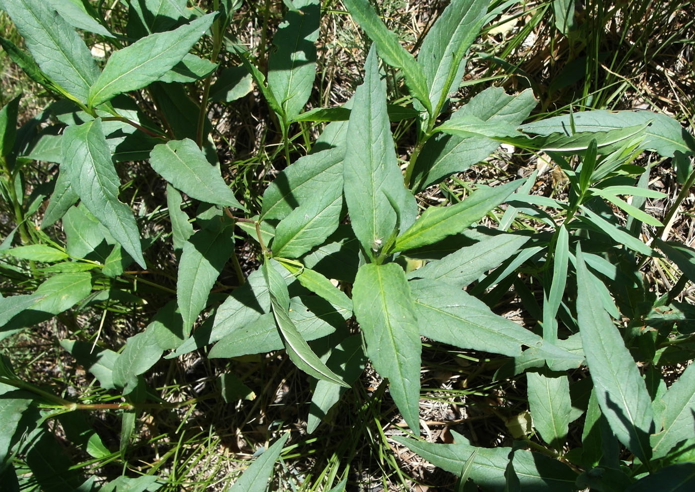 Изображение особи Aconogonon alpinum.