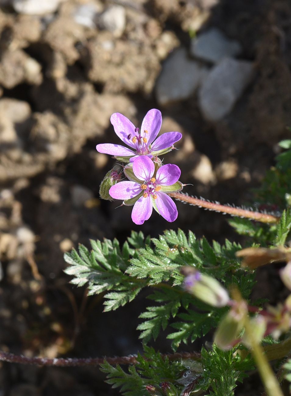 Изображение особи Erodium cicutarium.