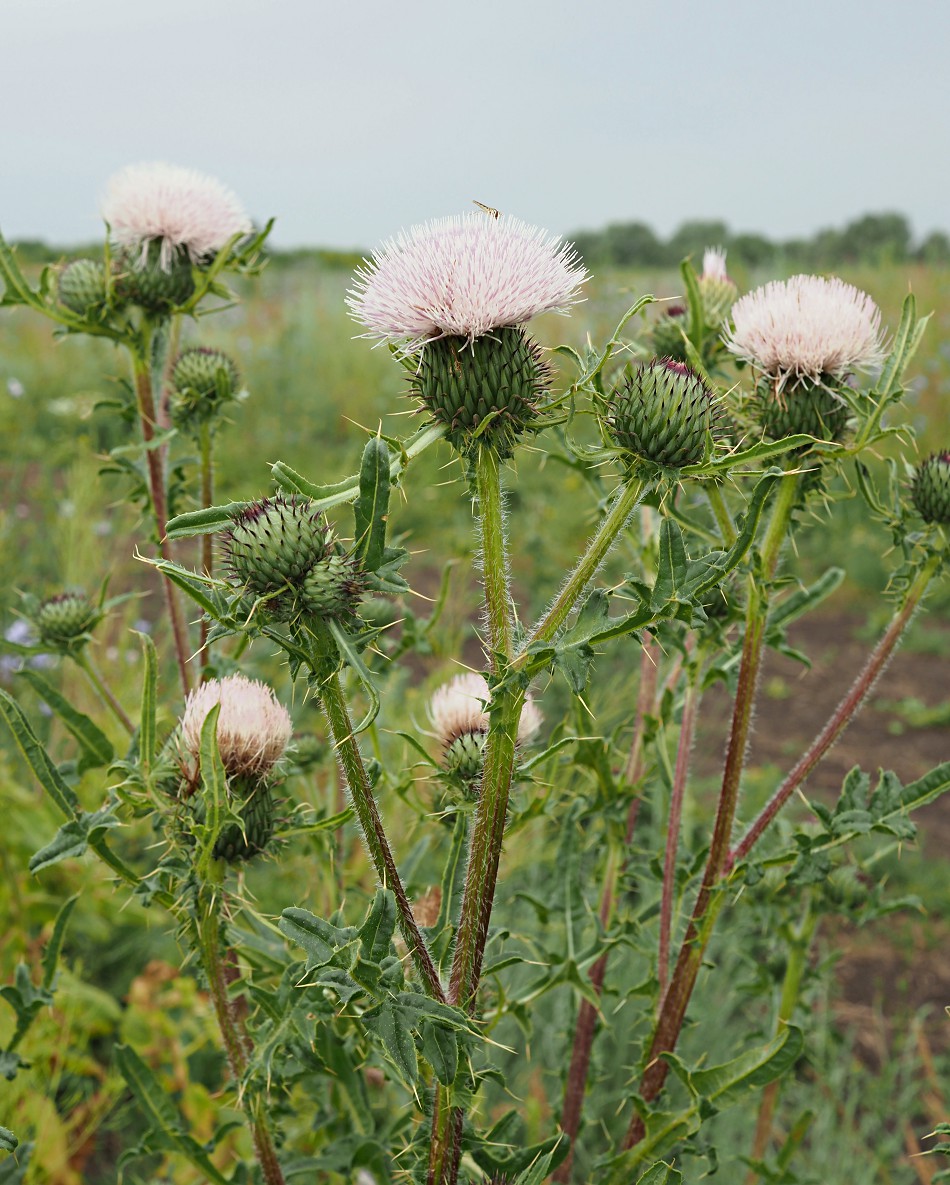 Image of genus Cirsium specimen.