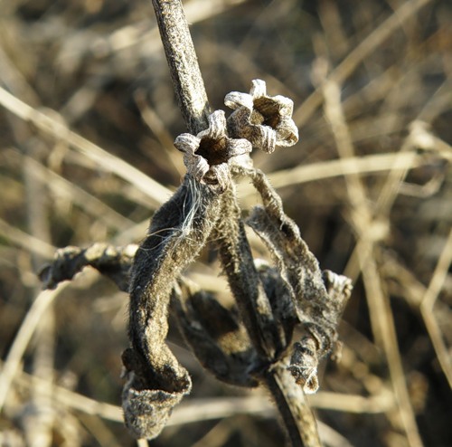 Image of Ajuga laxmannii specimen.