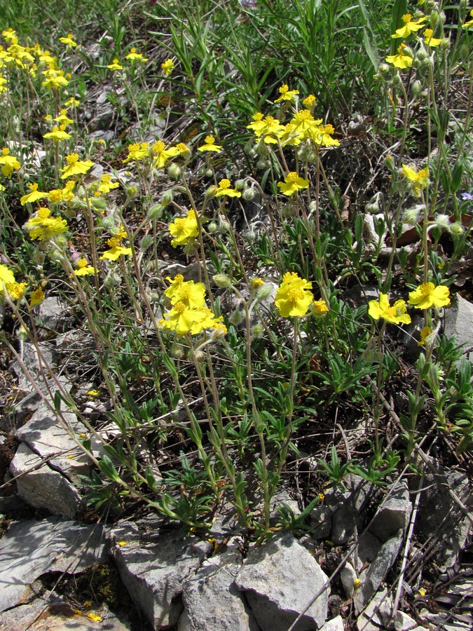 Image of Helianthemum orientale specimen.