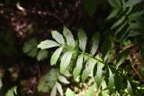 Valeriana officinalis