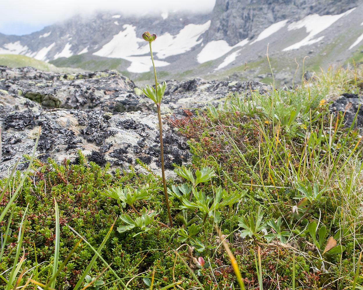 Изображение особи семейство Ranunculaceae.