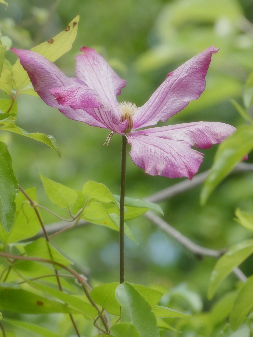 Изображение особи Clematis &times; jackmanii.