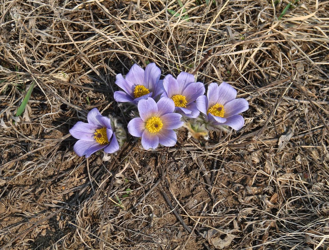 Изображение особи Pulsatilla turczaninovii.