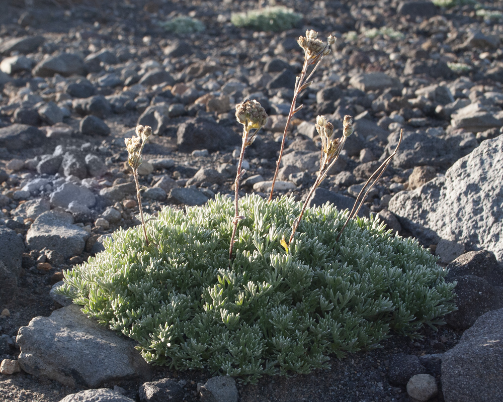 Изображение особи Artemisia glomerata.